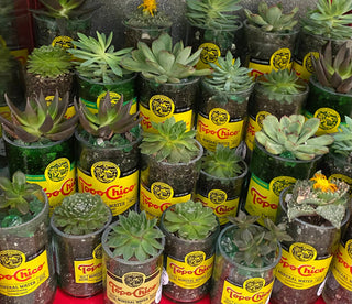 Topo Chico Planter